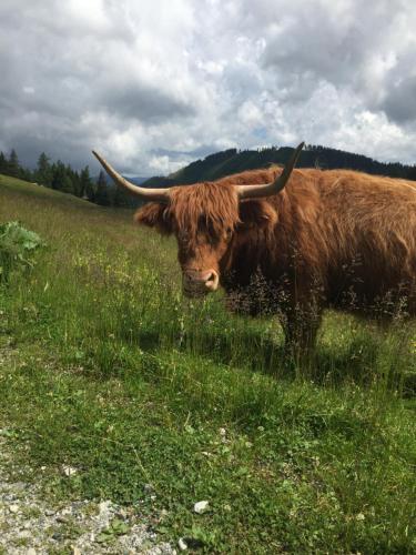 Wohnung in Kärnten Nähe Millstättersee