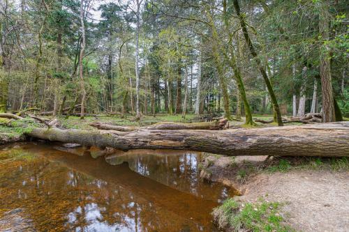 461811786 Forest Park Country Hotel & Inn, Brockenhurst, New Forest, Hampshire