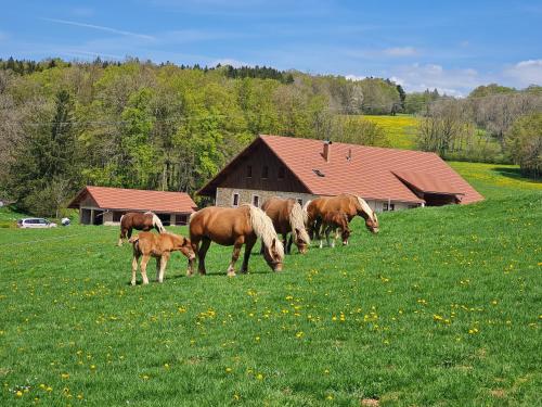 . Gîte du cheval blanc