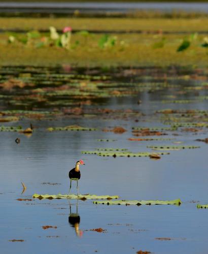 Wild Nature Lodge, Mareeba Wetlands