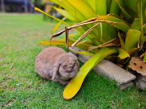 Homestay with Bunny Rabbit