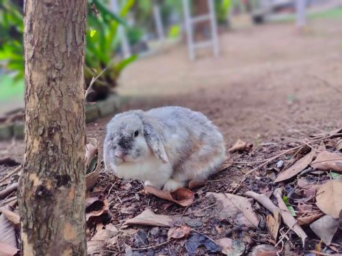 Homestay with Bunny Rabbit