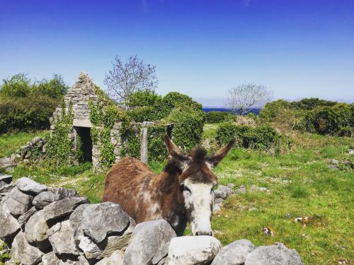 Oranuisce Thatch Cottage Ballyvaughan