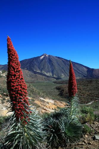 Casa Ivonne - San Isidro, Tenerife