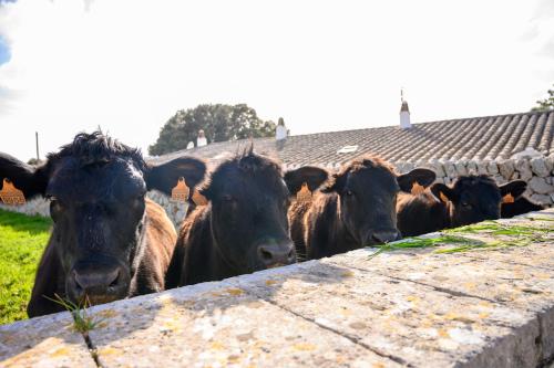 Llucmaçanes Gran Agroturismo