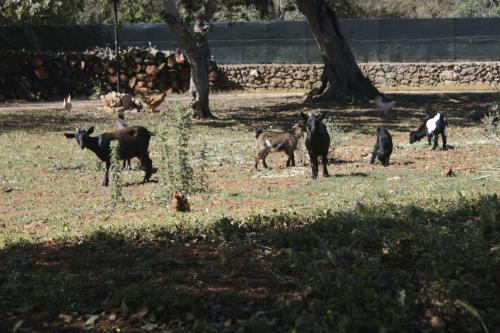 Tenuta Ferraro - image 5