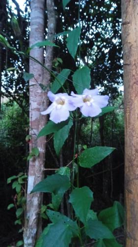 CASA DE CAMPO Banheira, Lareira e Cachoeira