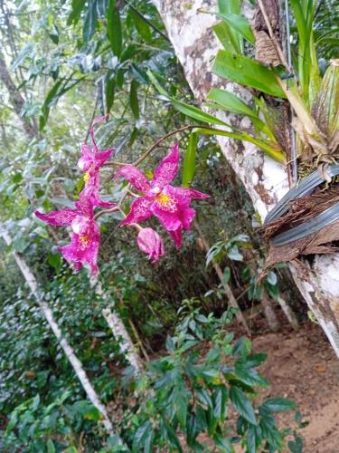 CASA DE CAMPO Banheira, Lareira e Cachoeira
