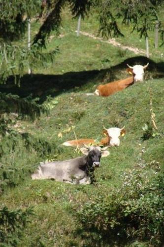 Rigi-Naturferien auf dem Bio-Bauernhof Oberebnet