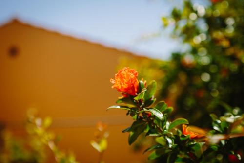  Thalia´s in Ýpsos