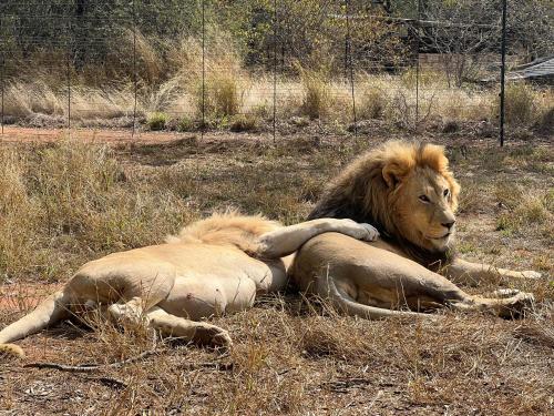 Simba Safaris African Pride Exotic Lodge