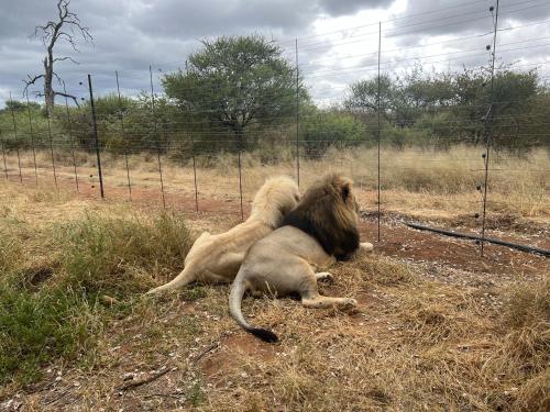 Simba Safaris African Pride Exotic Lodge