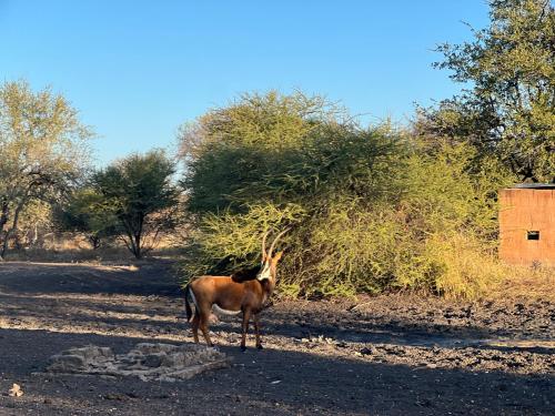 Simba Safaris African Pride Exotic Lodge