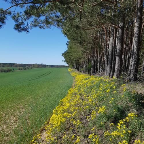 Mediu înconjurător, Omas Linde in Brandenburg an der Havel