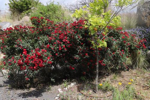 ELRON - Golan Heights