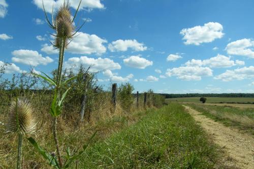 Le Sanglier Sauvage in Fayl-Billot