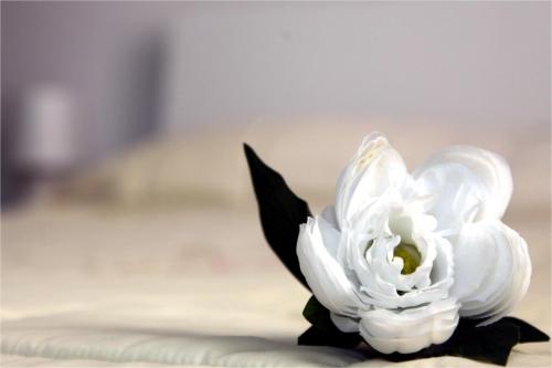 RB Della Torre - Accommodation - Porretta Terme