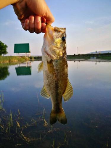 Grey Goose Game Lodge Grey Goose Game Lodge