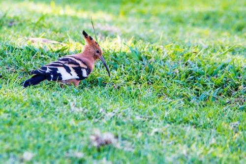 Grey Goose Game Lodge Grey Goose Game Lodge