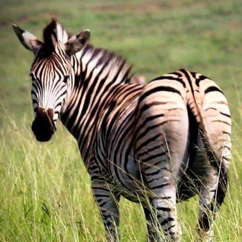 Grey Goose Game Lodge Grey Goose Game Lodge