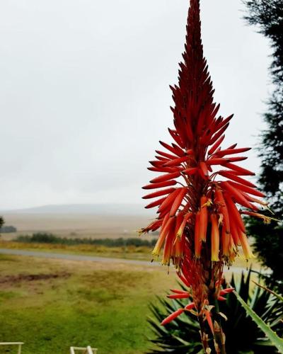 Grey Goose Game Lodge Grey Goose Game Lodge