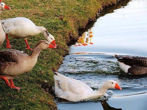 Grey Goose Game Lodge Grey Goose Game Lodge