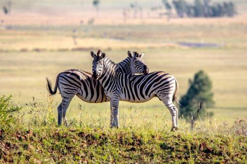 Grey Goose Game Lodge Grey Goose Game Lodge