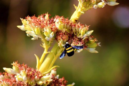 Grey Goose Game Lodge Grey Goose Game Lodge