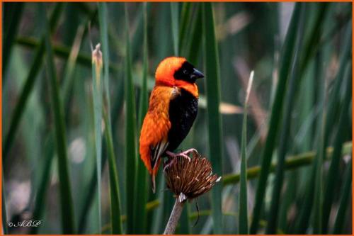 Grey Goose Game Lodge Grey Goose Game Lodge