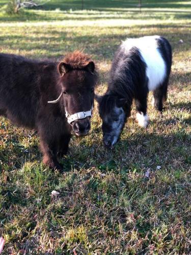 Cabin on Acreage w Ponies and Pool