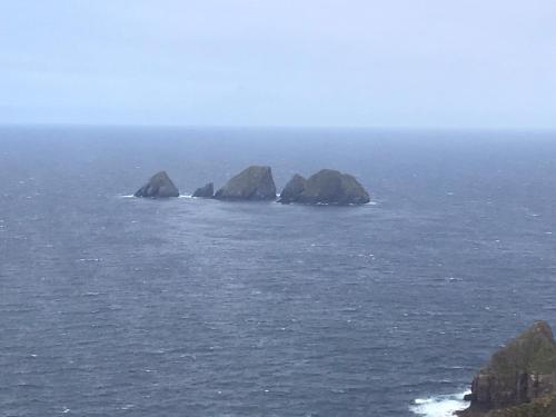 Cherry blossom. In Erris