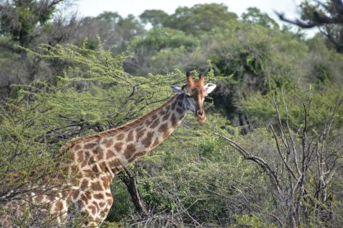 Tamboti Bush Lodge