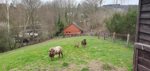 Chalet Les Allores Dohan (Bouillon)