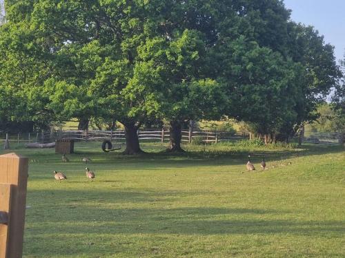 Country retreat near sea and South Downs, on National Cycle Network