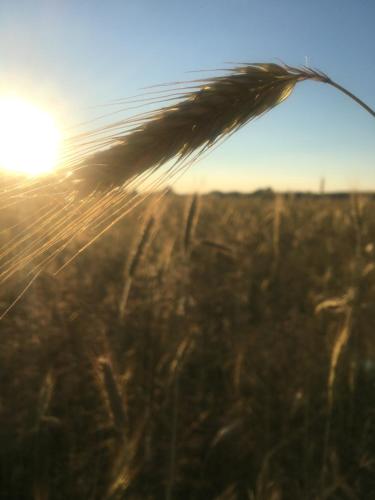 Annemarie Zerpenschleuse - Schwedenhaus mit Künstler-Charme und Sauna Annemarie Zerpenschleuse - Schwedenhaus mit Künstler-Charme und Sauna