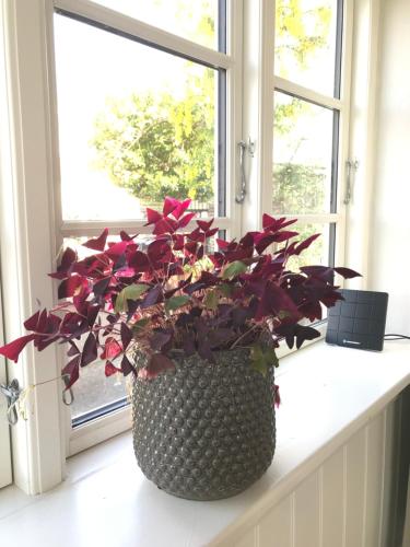 BnB Thuroe, Svendborg (fotografie 10)