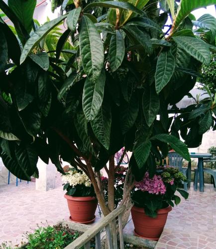 B&B Fenice Barocca – Lecce, OK