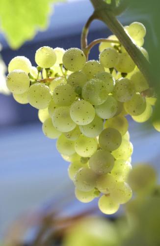 Weinhotel Hubertus Garni - image 9