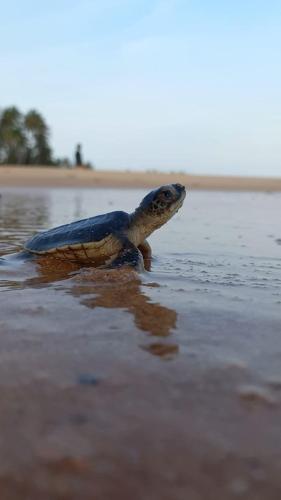 Turtle Watch Cabana Tangalle