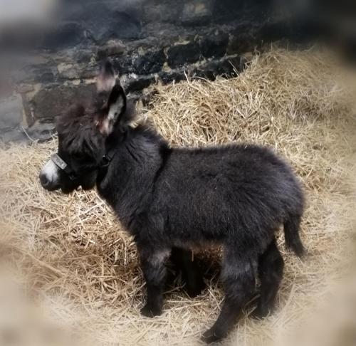 Durham Donkey Rescue Showman's Wagon