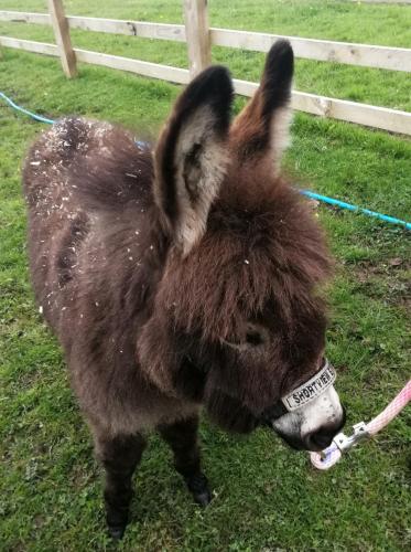 Durham Donkey Rescue Showman's Wagon