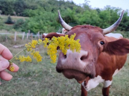 Apartma na vasi Apartma na vasi