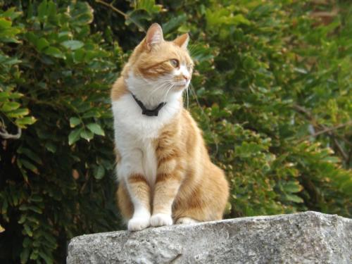 B&B Il Gatto Pescatore 4