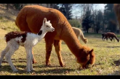 Appartamento Sorti Alpaca Farm