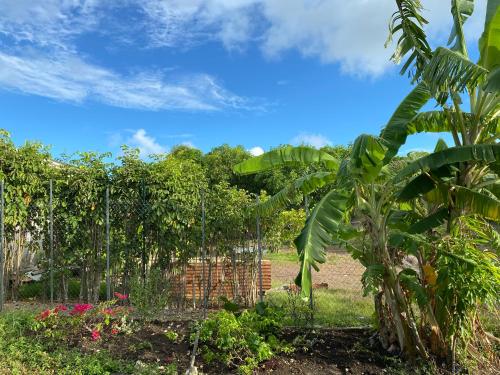 Garden, Maison creole in Pressec
