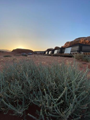 Discover the life of Wadi Rum photo