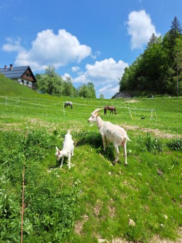 Tourist Farm Pr' Maretč