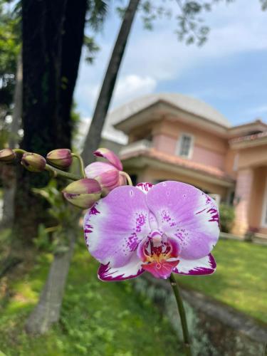 Papandayan Flowers House Villa