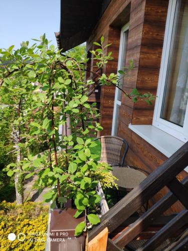 Willa Jasna obrázok