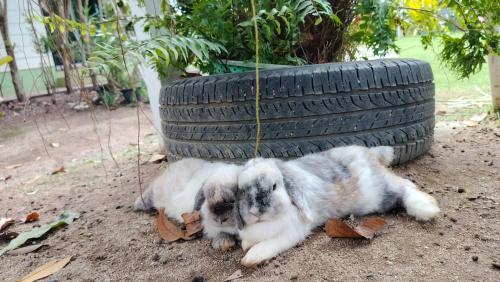 Homestay with Bunny Rabbit